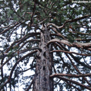 Rar, frumos, gigant! (Sequoia Gigantea)